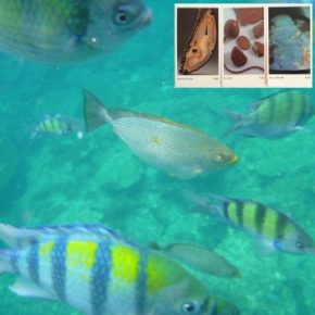 魚たち　パワーストーン色合わせ